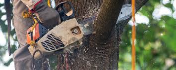 Best Tree Disease Treatment  in Bret Harte, CA