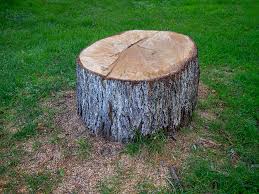 Best Tree Health Inspection  in Bret Harte, CA