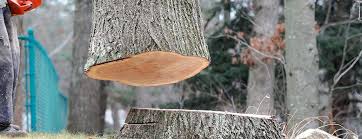 Best Tree Preservation Services  in Bret Harte, CA