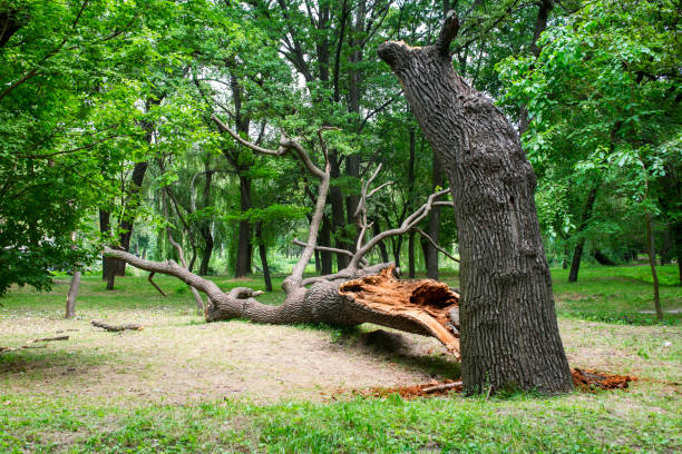 Trusted Bret Harte, CA Tree Care Experts