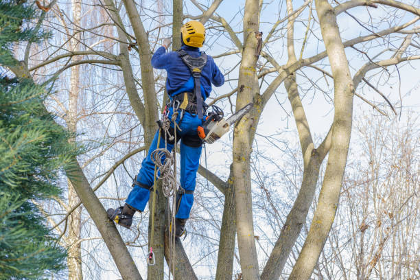 Best Seasonal Cleanup (Spring/Fall)  in Bret Harte, CA