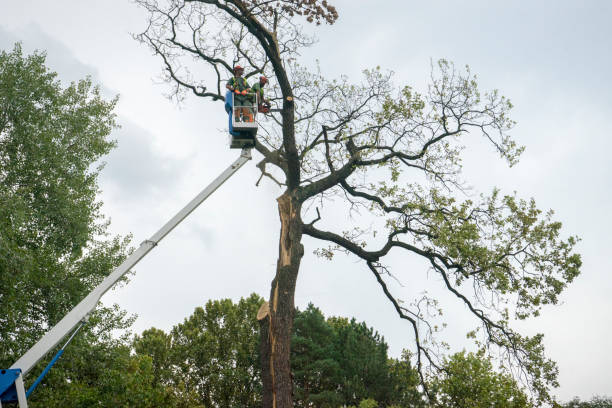 How Our Tree Care Process Works  in  Bret Harte, CA