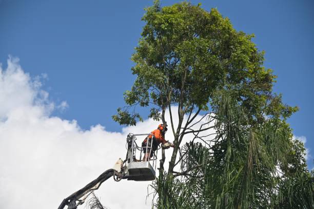 Best Stump Grinding and Removal  in Bret Harte, CA