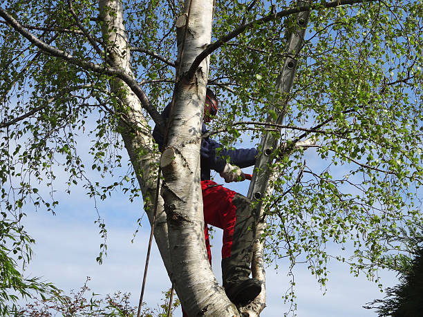 Best Tree Cabling and Bracing  in Bret Harte, CA